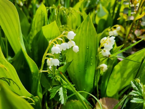 Beautiful White flowers Lilly of The Valley in rainy garden. Lily of the valley white small fragrant flowers