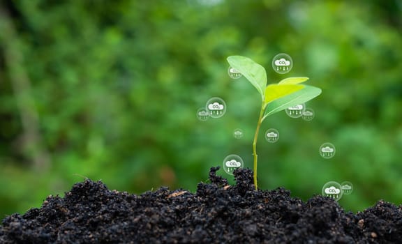 CO2 emission reduction concept, clean and friendly environment without carbon dioxide emissions. Planting trees to reduce CO2 emissions, environmental protection concept.