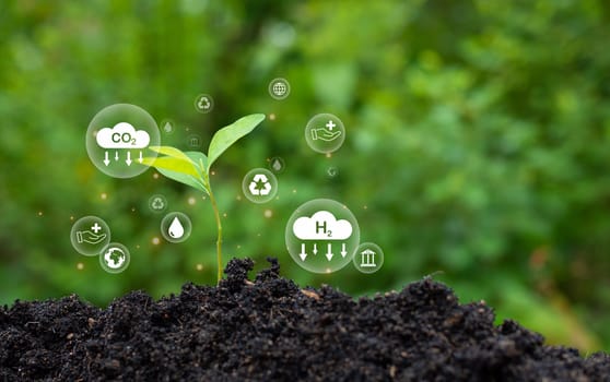 CO2 emission reduction concept, clean and friendly environment without carbon dioxide emissions. Planting trees to reduce CO2 emissions, environmental protection concept.
