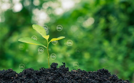 CO2 emission reduction concept, clean and friendly environment without carbon dioxide emissions. Planting trees to reduce CO2 emissions, environmental protection concept.