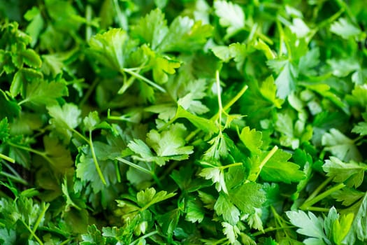 green natural background from fresh organic parsley