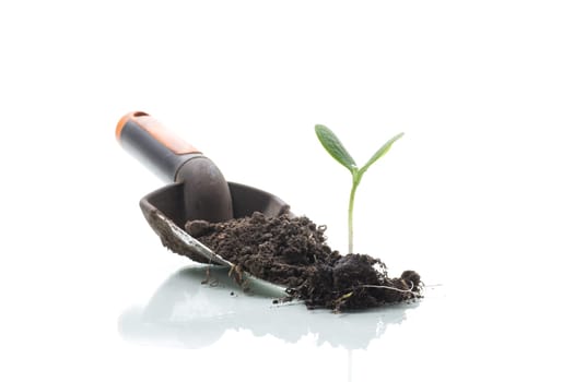 Green sprouts growing from soil isolated on white background