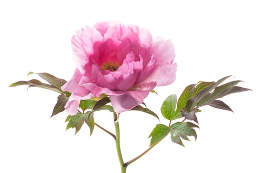 beautiful pink big tree peony flower isolated on white background