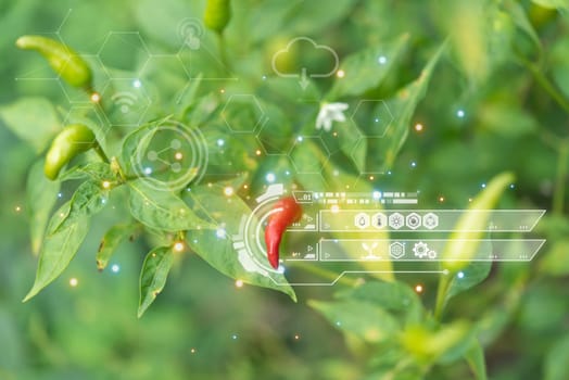 Smart farm digital icon and futuristic AI data infographic of Chilli peppers or red chilies in farm gardening is vegetable use for ingredient of Thai food