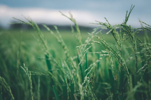 Landscape nature of rice field on rice paddy green color lush growing is a agriculture in asia