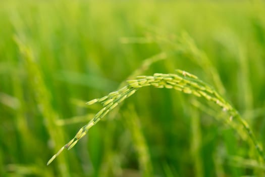 Landscape nature of rice field on rice paddy green color lush growing is a agriculture in asia