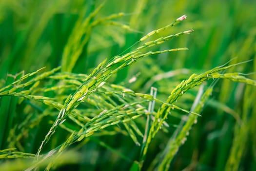 Landscape nature of rice field on rice paddy green color lush growing is a agriculture in asia