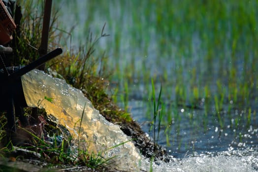 Watering of nature rice field on rice paddy green color lush growing is a agriculture in asia