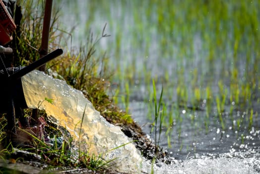 Watering of nature rice field on rice paddy green color lush growing is a agriculture in asia