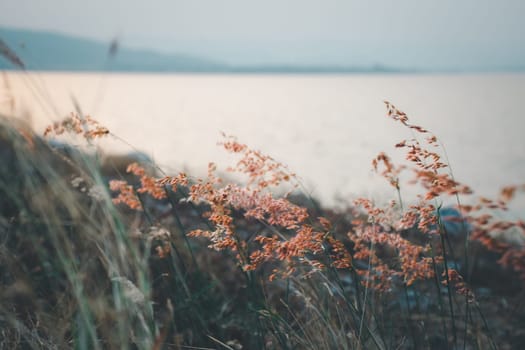 Silhouette landscape of nature grass field and flower of grass on meadow garden field green color lush with sunlight (sunset or sunshine) in countryside or park