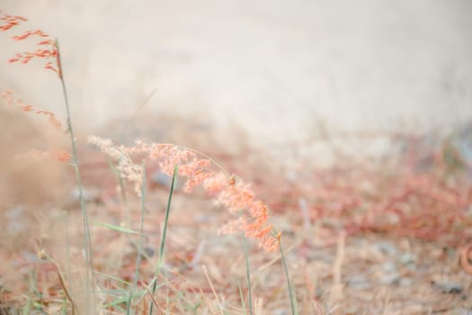 Silhouette landscape of nature grass field and flower of grass on meadow garden field green color lush with sunlight (sunset or sunshine) in countryside or park