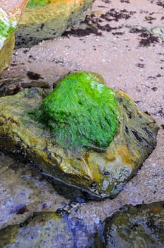 Enteromorpha sp., Green algae on a rock in the Crimea