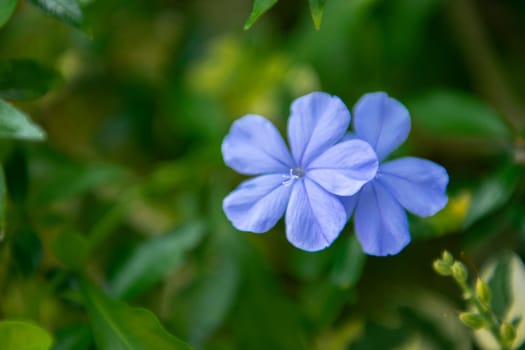 Flower purple or violet color Naturally beautiful flowers in the garden.