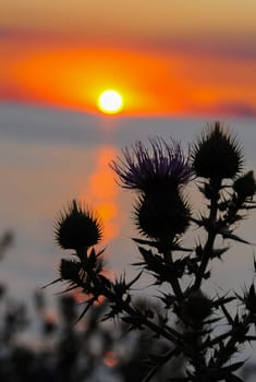 Thistle against the red sunset over the Black Sea in the Eastern Crimea