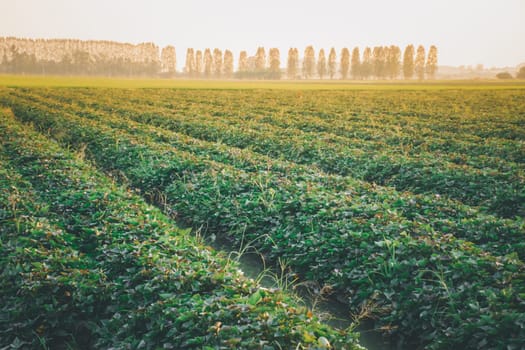 Nature of sweet potatoes plantation or yam farming on rural land green color lush growing is a agriculture in asia