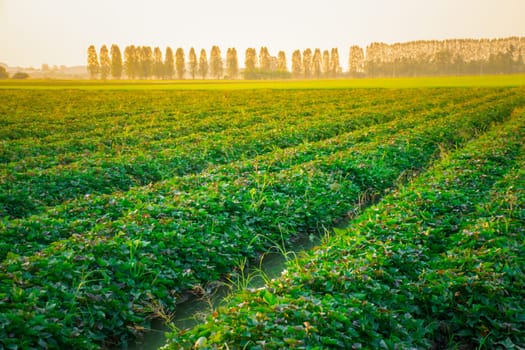 Nature of sweet potatoes plantation or yam farming on rural land green color lush growing is a agriculture in asia