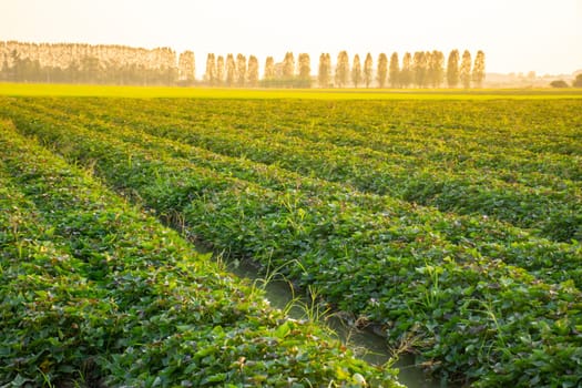 Nature of sweet potatoes plantation or yam farming on rural land green color lush growing is a agriculture in asia