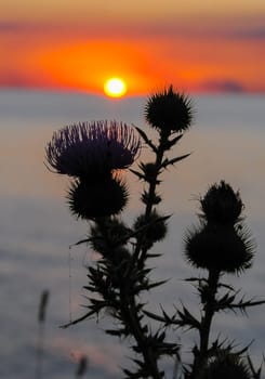 Thistle against the red sunset over the Black Sea in the Eastern Crimea