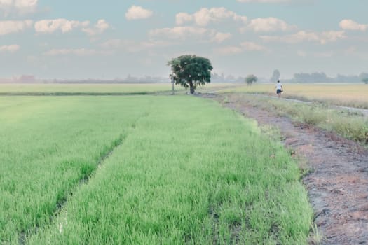 Landscape nature of rice field on rice paddy green color lush growing is a agriculture in asia