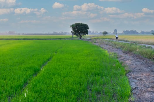 Landscape nature of rice field on rice paddy green color lush growing is a agriculture in asia