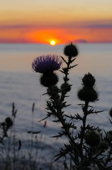 Thistle against the red sunset over the Black Sea in the Eastern Crimea