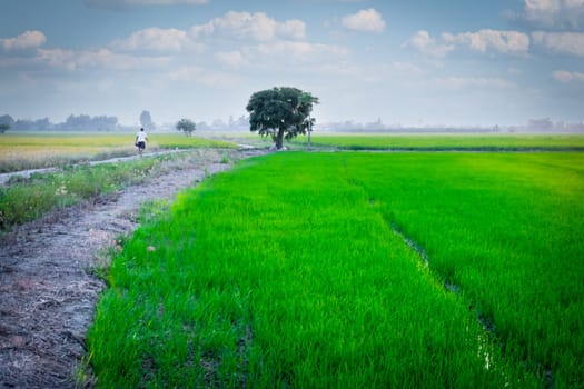 Landscape nature of rice field on rice paddy green color lush growing is a agriculture in asia