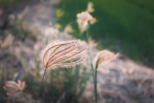 Silhouette landscape of nature grass field and flower of grass on meadow garden field green color lush with sunlight (sunset or sunshine) in countryside or park