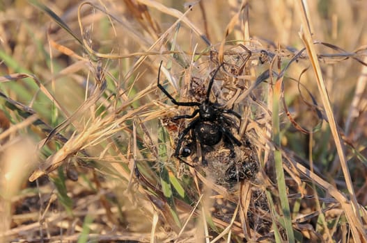 European black widow (Latrodectus tredecimguttatus),  a spider sits in the grass in its nest with killed insects