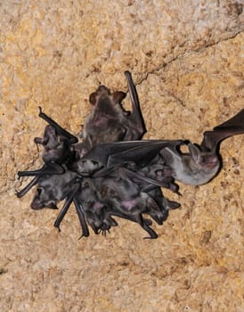 A colony of bats resting on the ceiling in the catacombs of the eastern Crimea during the day