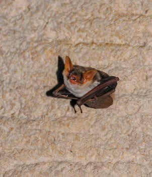 A bat rests upside down during the day in the catacombs of eastern Crimea