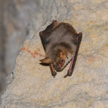 A bat rests upside down during the day in the catacombs of eastern Crimea