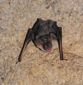 A bat rests upside down during the day in the catacombs of eastern Crimea