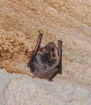 A bat rests upside down during the day in the catacombs of eastern Crimea