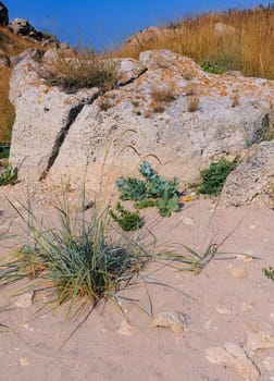 Shell stones and rocks on the territory of Kazantip, steppe landscape with specific flora and fauna, eastern Crimea