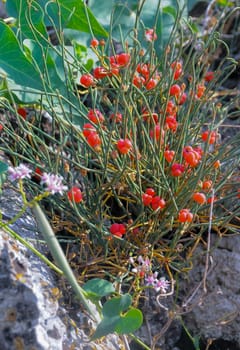 Ephedra distachya, Female plant with ripe cones.