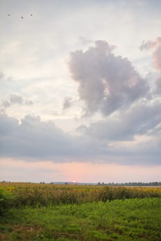 large clouds, beautiful sunset over an agricultural green field.