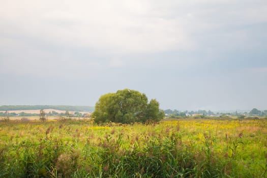 tree in a green field and big white clouds, summer sunset.