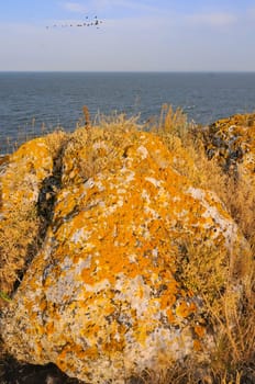 Yellow and gray lichens on coastal rocks and stones in eastern Crimea