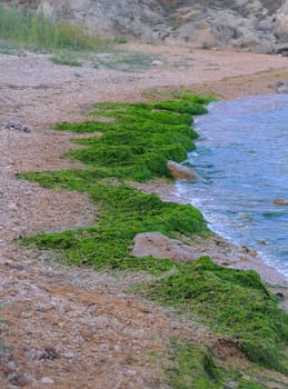 Storm releases of green algae Enteromorpha, Ulva and others on the shore in the eastern Crimea, Kazantip, Black Sea