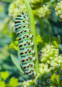 (Papilio machaon), A swallowtail butterfly caterpillar sitting on a plant, eastern Crimea