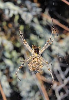 Huge spider (Argiope lobata,  Araneidae), A female spider in a web, eastern Crimea