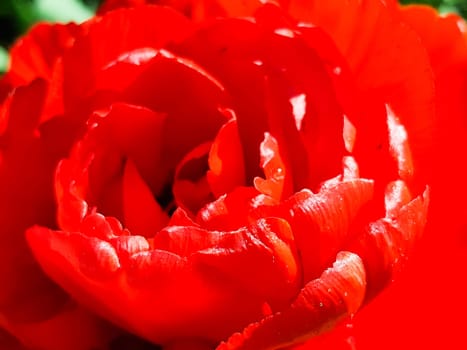 Red tulip flowers grow in a spring garden, close-up photo with selective soft focus