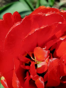 Red tulip flowers grow in a spring garden, close-up photo with selective soft focus