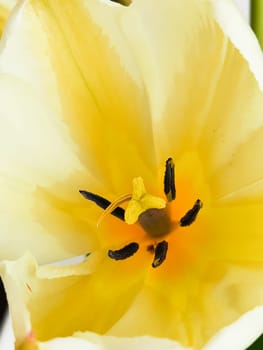 Inner part of white tulip flower bud, smooth delicate petals. Tulips heart with yellow pistil, stamens vertical macro photo.