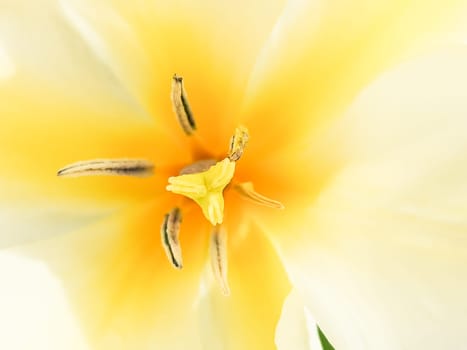 Inner part of white tulip flower bud, smooth delicate petals. Tulips heart with yellow pistil, stamens vertical macro photo.