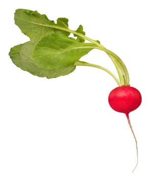 Red radish with green tops on a white isolated background, side view. Healthy food or tasty salad dressing concept.