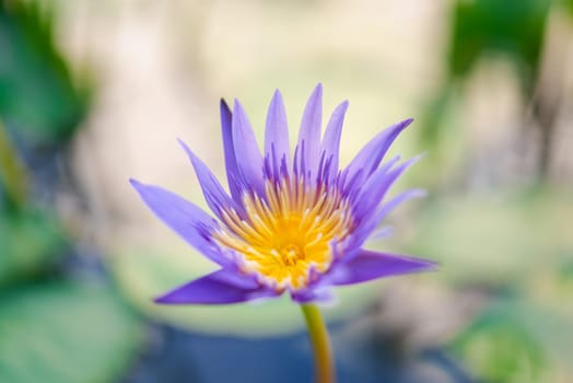 Lotus flower (Lotus, Water-lily, Tropical water-lily or Nymphaea nouchali) white and purple color, Naturally beautiful flowers in the garden