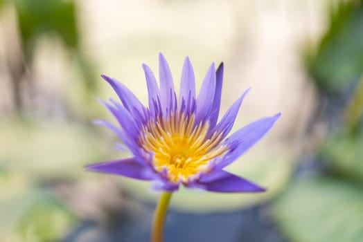 Lotus flower (Lotus, Water-lily, Tropical water-lily or Nymphaea nouchali) white and purple color, Naturally beautiful flowers in the garden