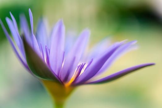 Lotus flower (Lotus, Water-lily, Tropical water-lily or Nymphaea nouchali) white and purple color, Naturally beautiful flowers in the garden