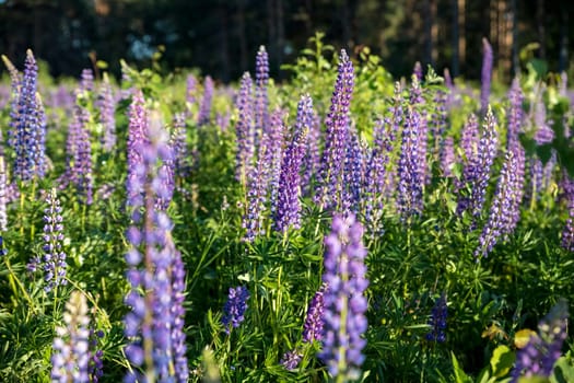 The field of wild multicolored lupinus flowers.Violet purple lupin in meadow. Colorful bunch of summer